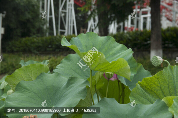 荷塘