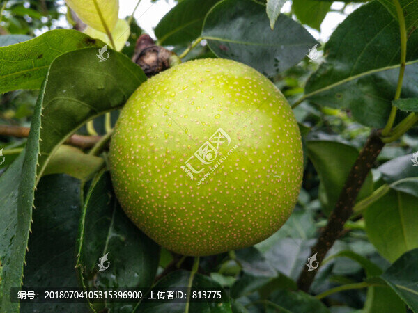 枝頭梨子