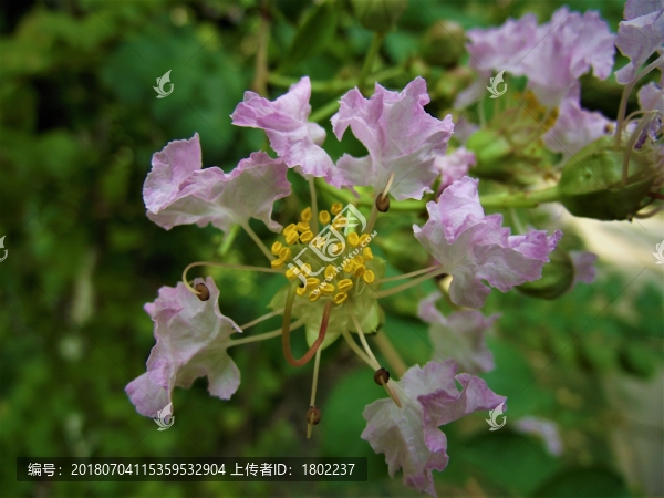 花蕊