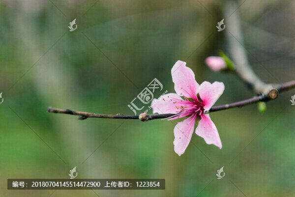 桃花