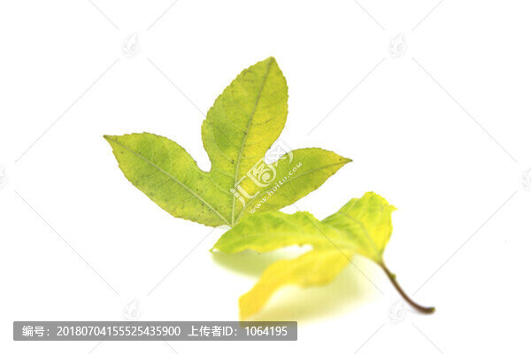 高清樹葉圖片素材
