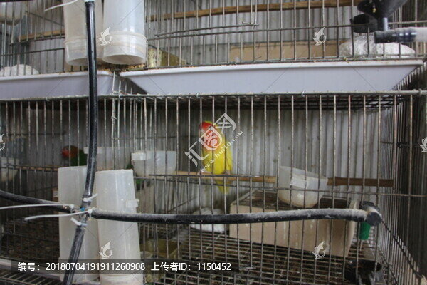 鸚鵡養(yǎng)殖