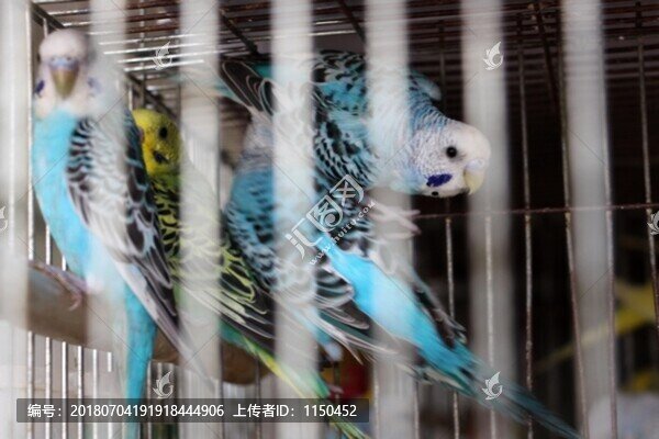 鸚鵡養(yǎng)殖