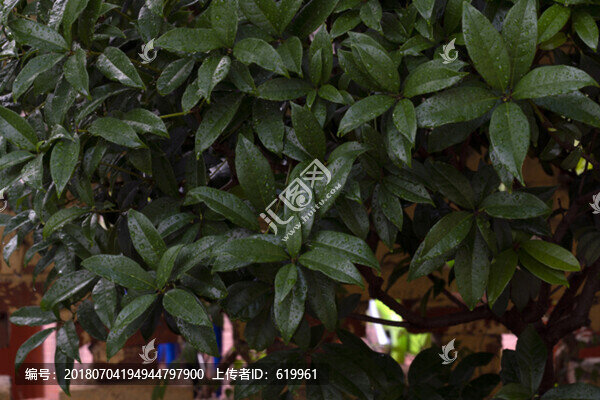 桂花樹(shù)綠葉