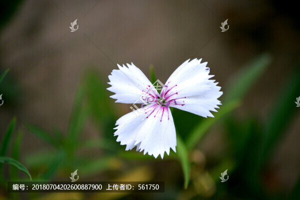 石竹花