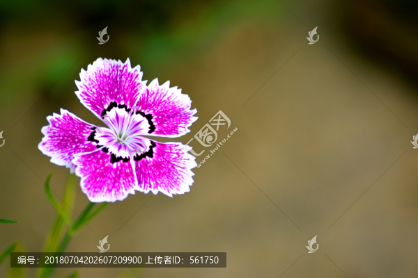 石竹花
