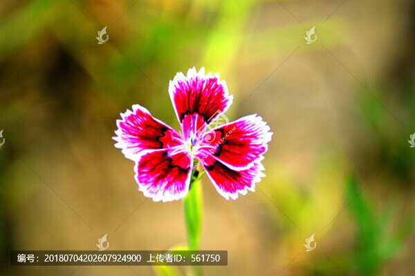 石竹花
