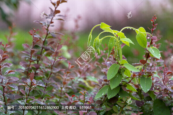 唯美綠葉水珠