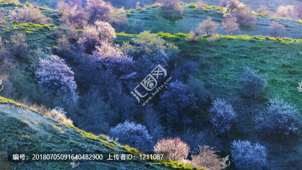 伊犁杏花溝