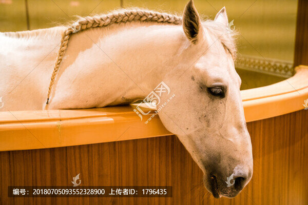 馬