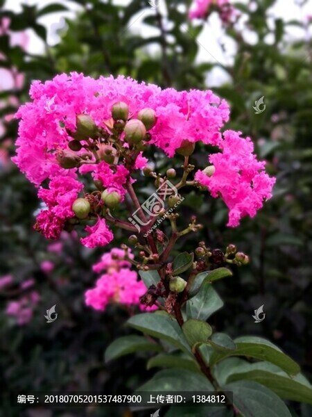 紫薇花