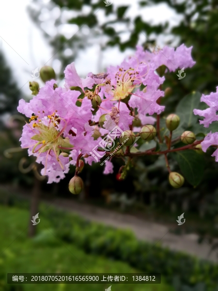 紫薇花