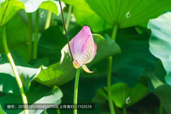 荷花