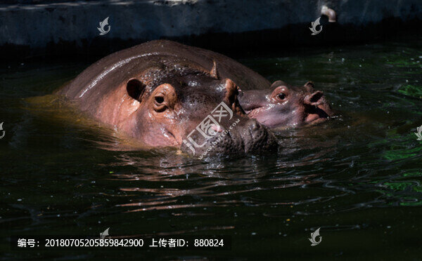 河馬