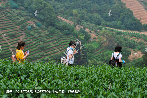 茶樹