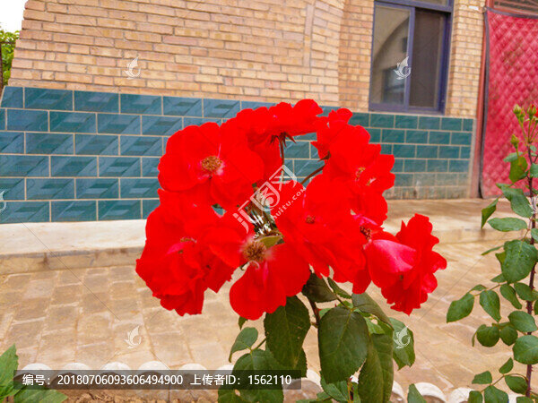 月季花