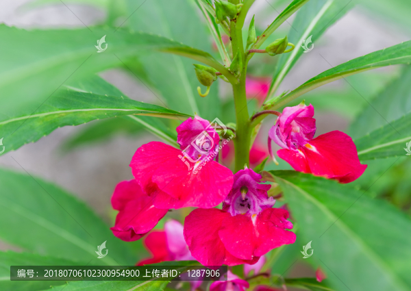 鳳仙花