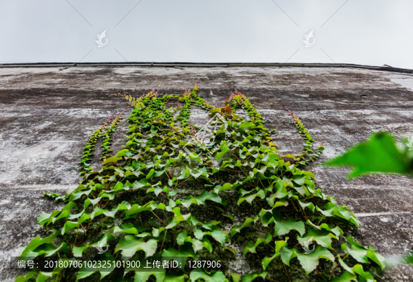 爬墻草