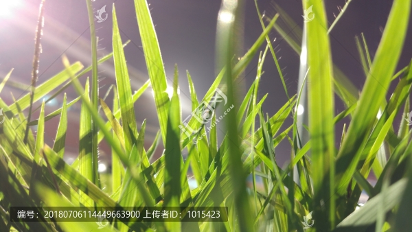 草坪草