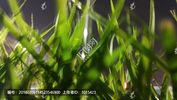 草坪草