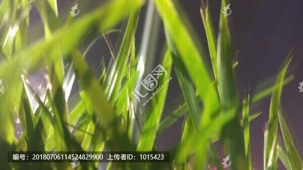 小草背景