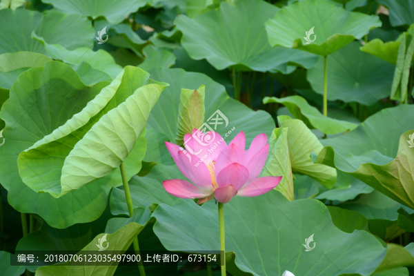 荷花