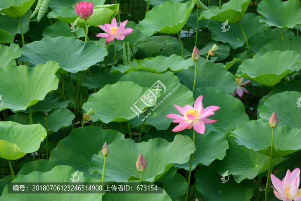 荷花