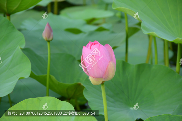 荷花