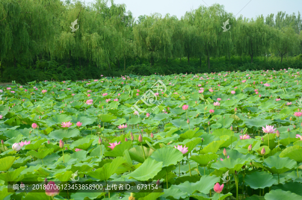 荷花