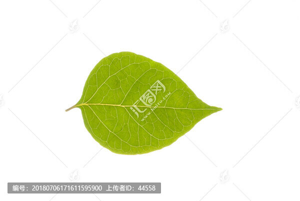 葉子