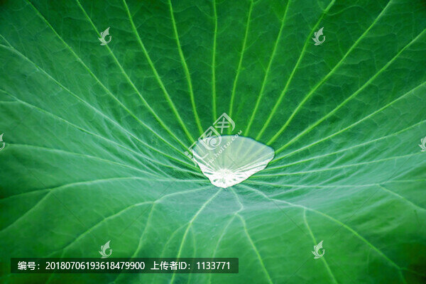 荷葉