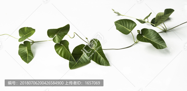 藤蔓植物