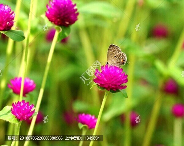 花蝴蝶