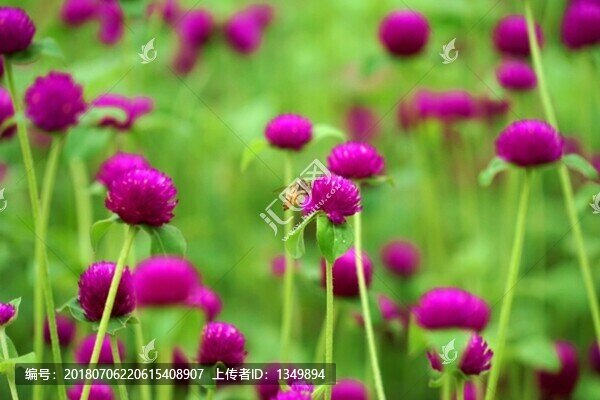 千日紅花卉