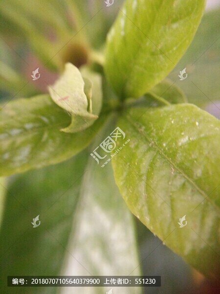 西安浐灞桃花潭公園荷花