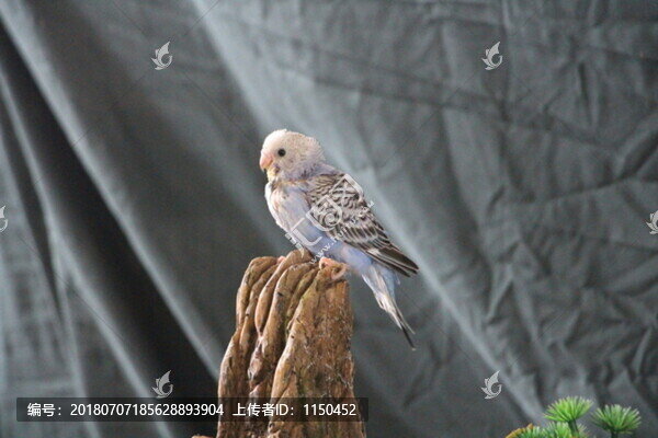 鳥