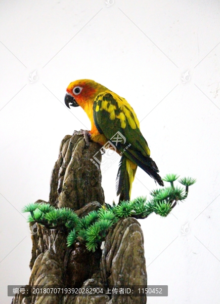 鳥