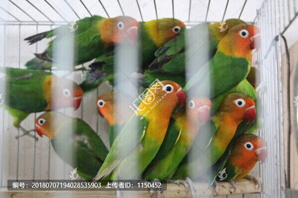 鳥