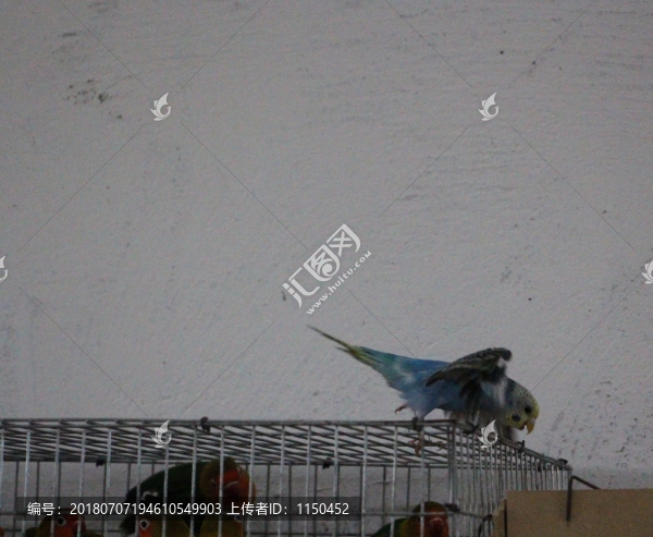 鳥