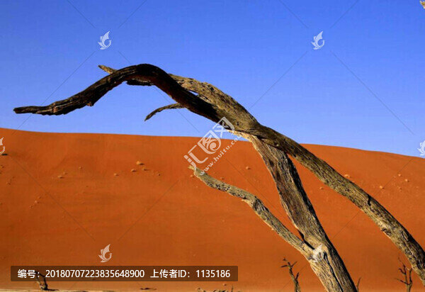 胡楊