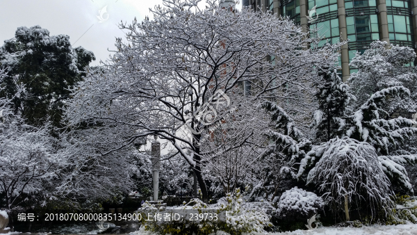 美麗的雪景