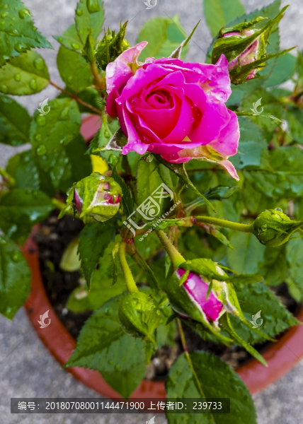 盆栽花