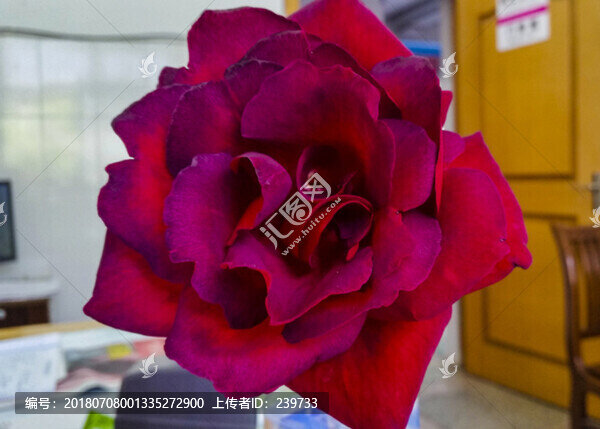 月季花