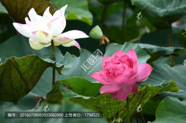 荷花
