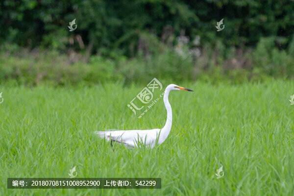 農(nóng)田中的大白鷺