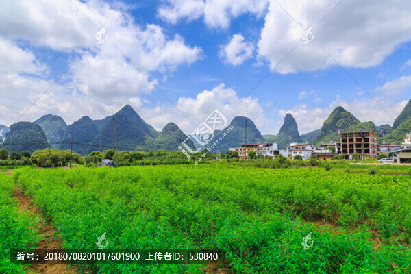 廣西水稻田