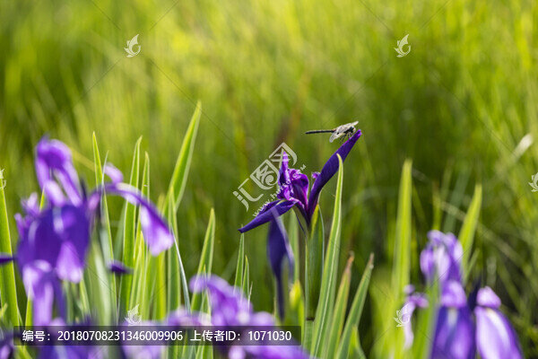 鳶尾花