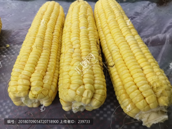 玉米棒