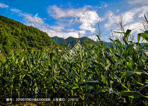 玉米地