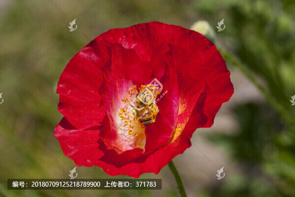 虞美人花和蜜蜂